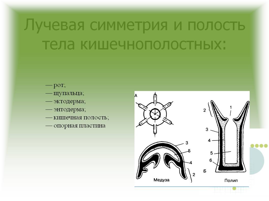 Кракен 12 at